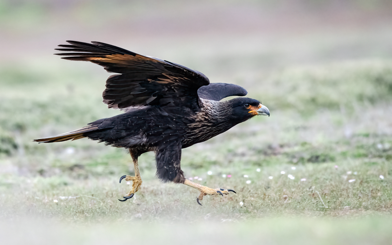 Striated caracara — Falkland Islands