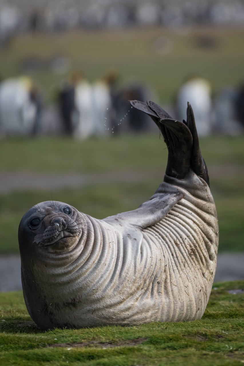 Elephant seal pup — South Georgia