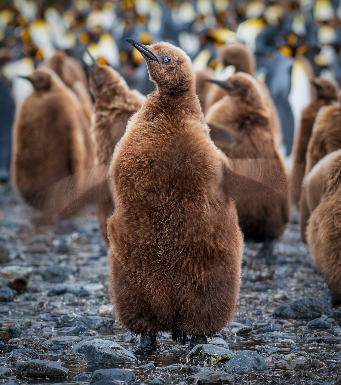 King penguin chick — South Georgia