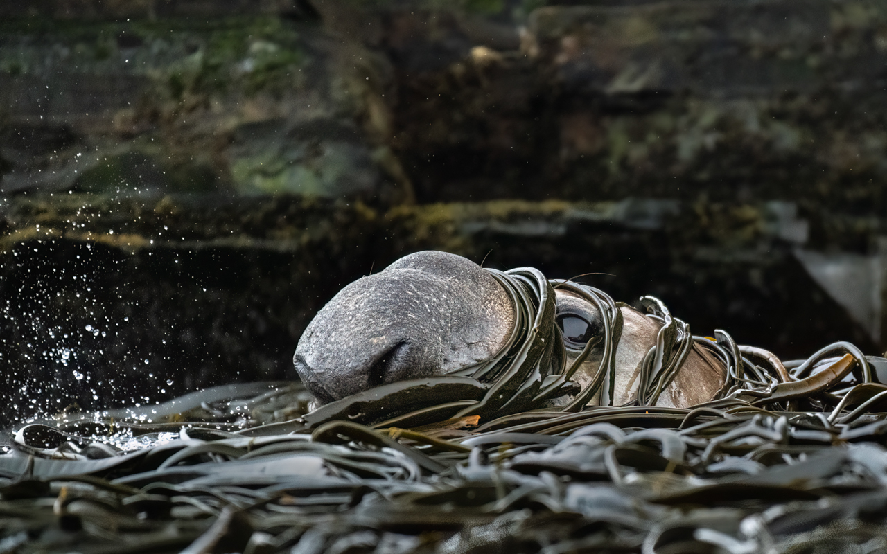 Fur seal emerging through kelp — South Georgia