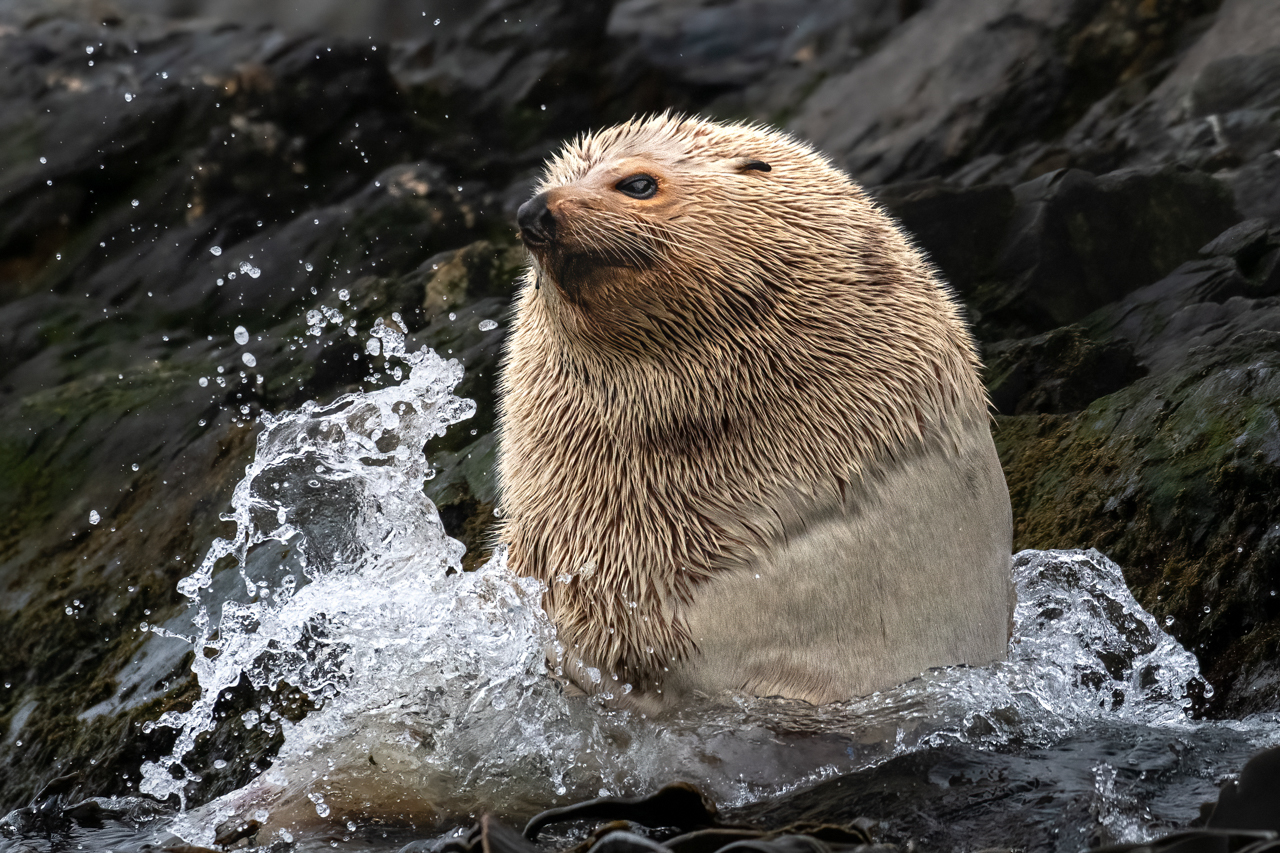 Fur seal pup in the surf
