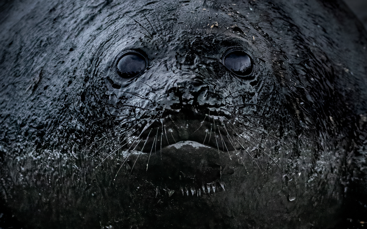 Southern elephant seal beachmaster — South Georgia
