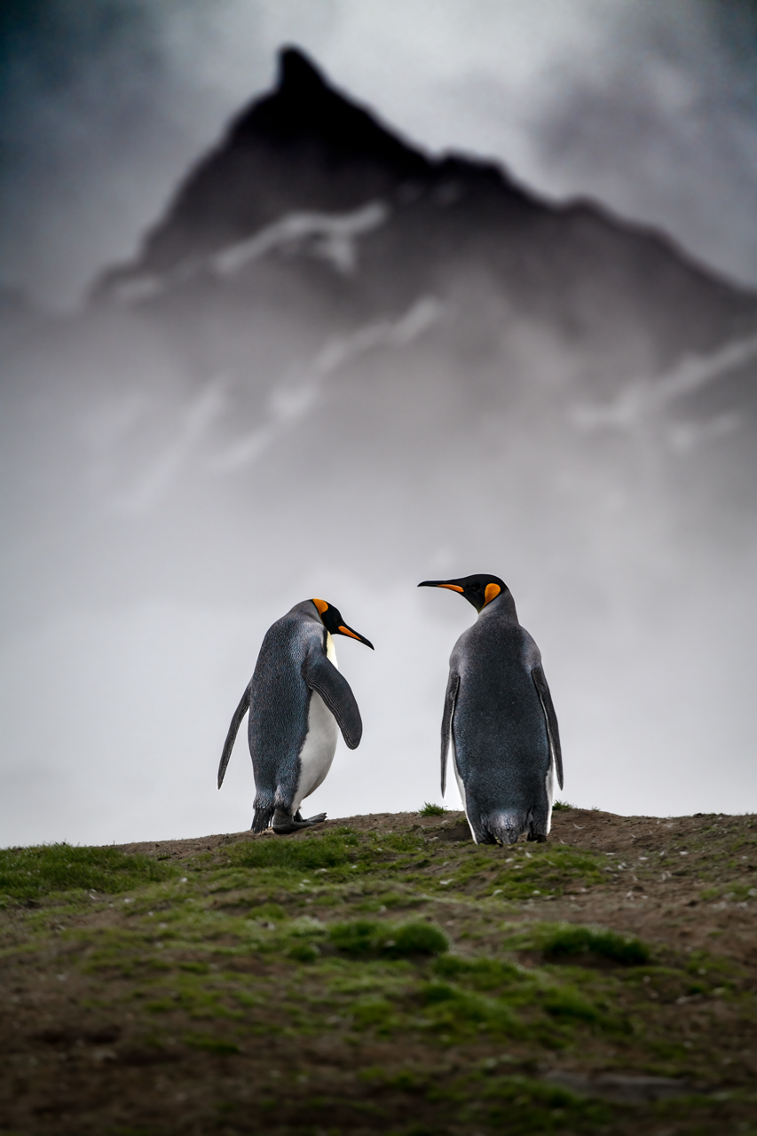 Antarctica — The Falklands, South Georgia & the White Continent