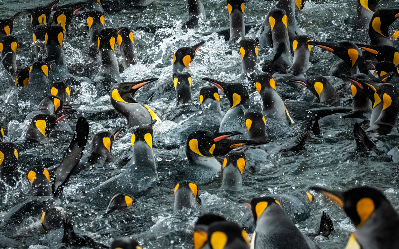 King penguins bathing — South Georgia