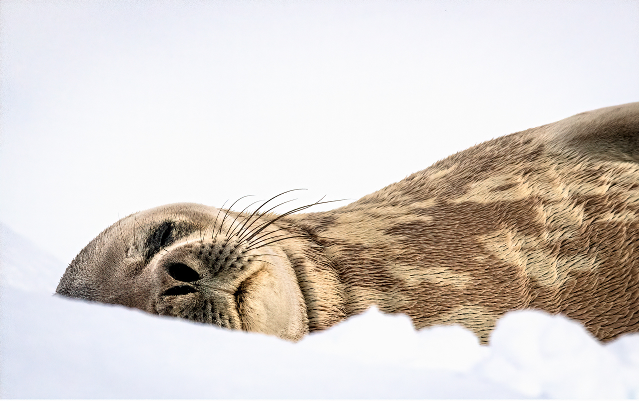 Weddell seal — Antarctica