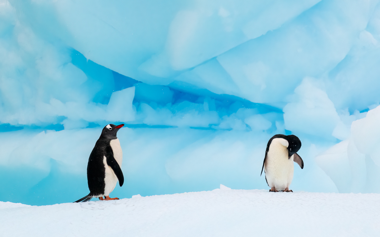 Gentoo and Adélie penguins against blue iceberg — Antarctica