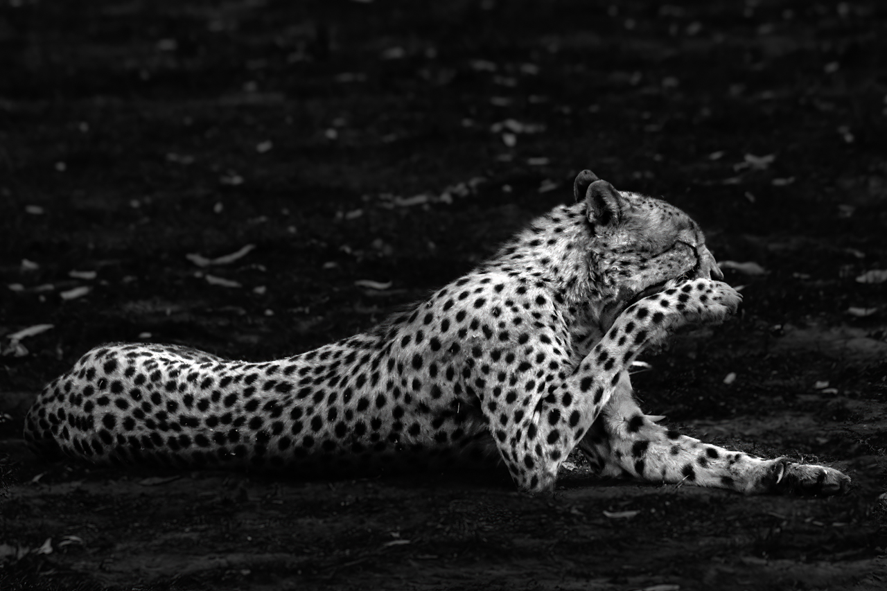 Cheetah at rest — Savute