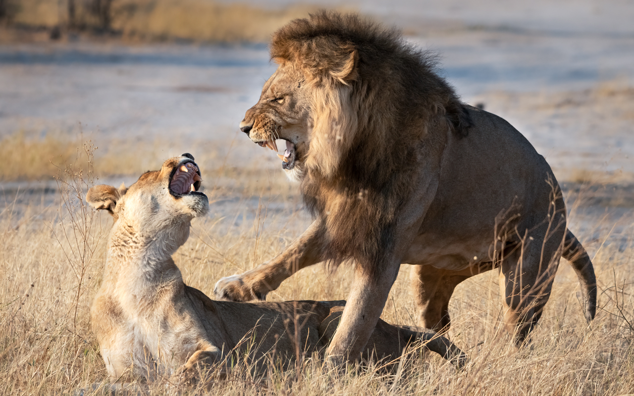 Lions — Savute