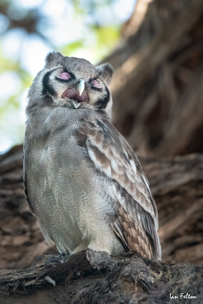 Verreaux's eagle-owl — Savute