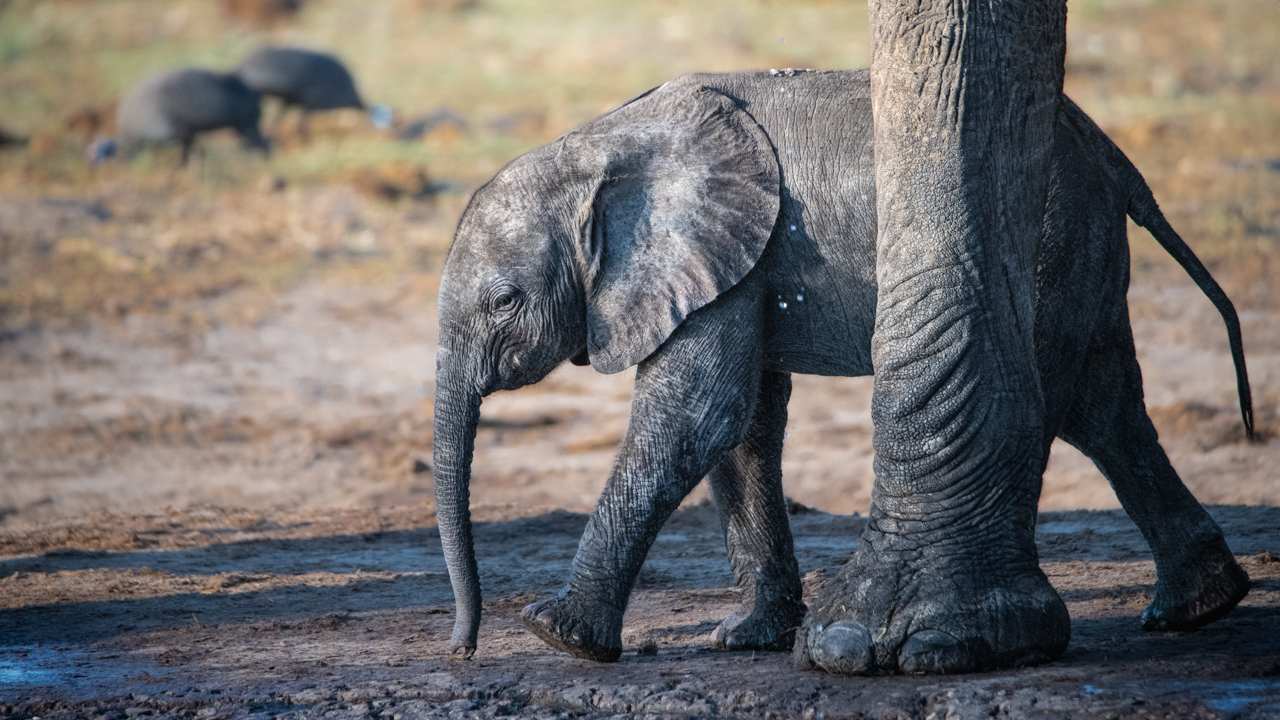 Elephant calf — Savute waterhole