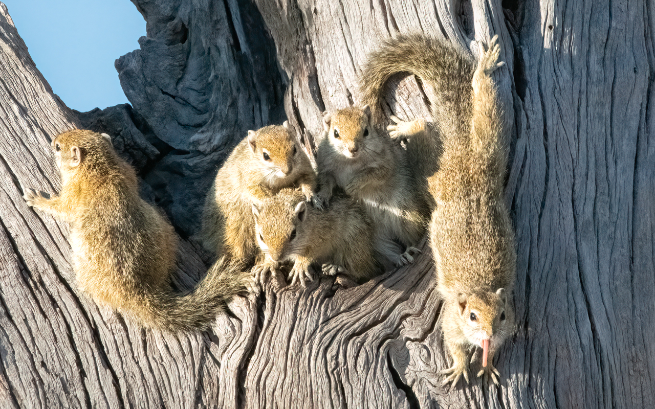 Tree squirrel family — Savute