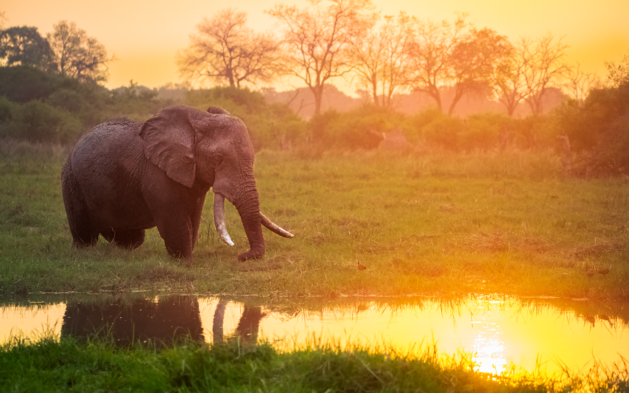 Elephant at golden hour — Khwai River