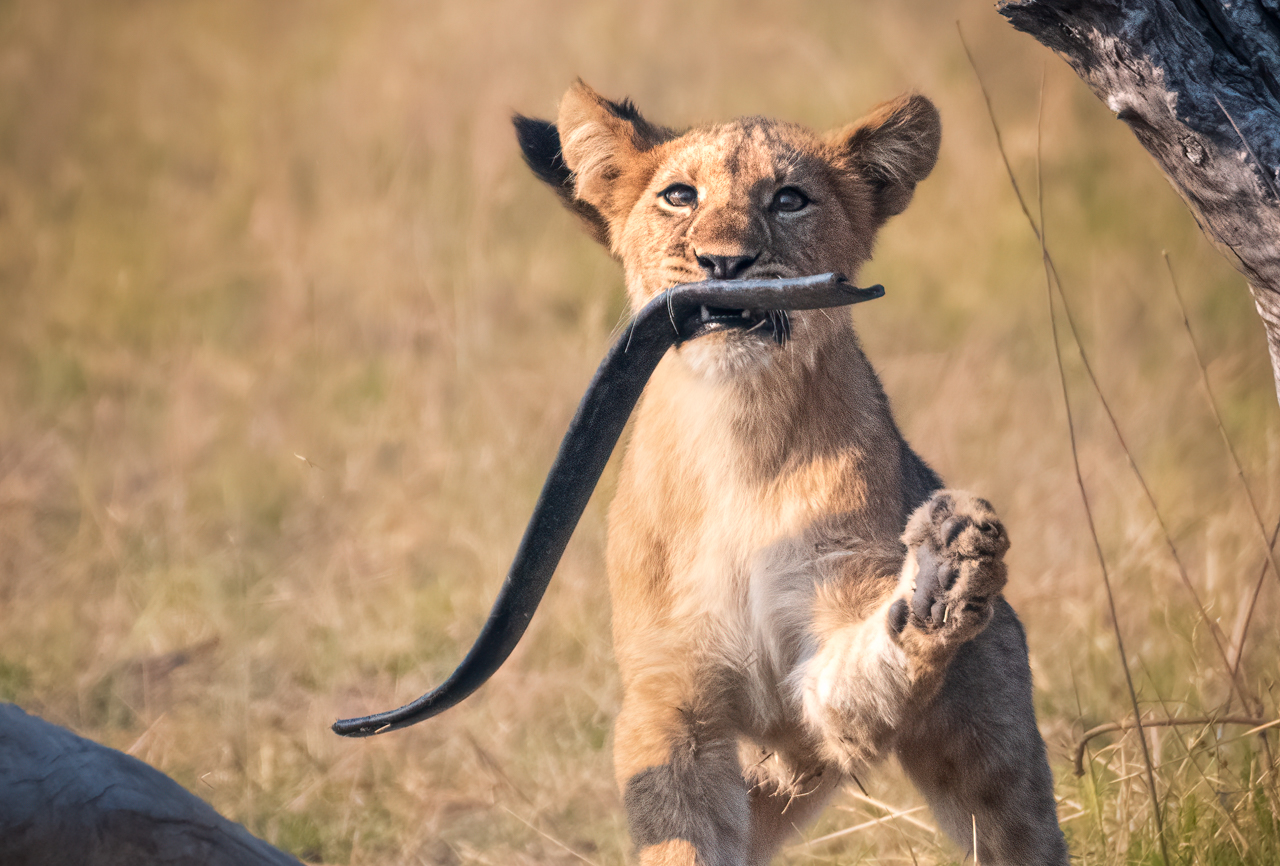 Lion cub — Khwai