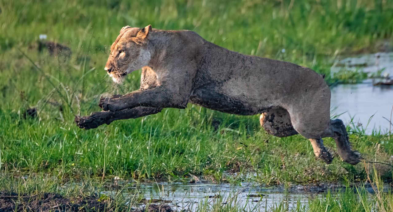 Lioness leaping — Khwai