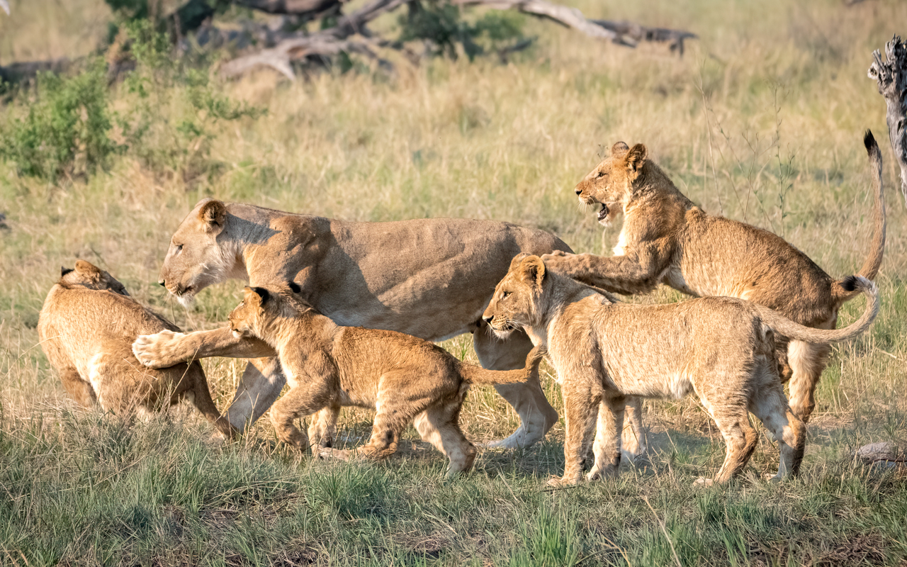Lioness and cubs — Khwai