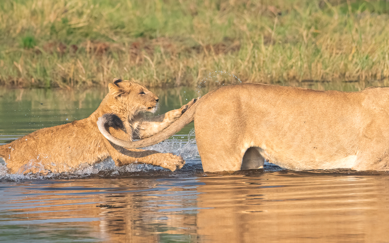 Lionesses in water — Khwai