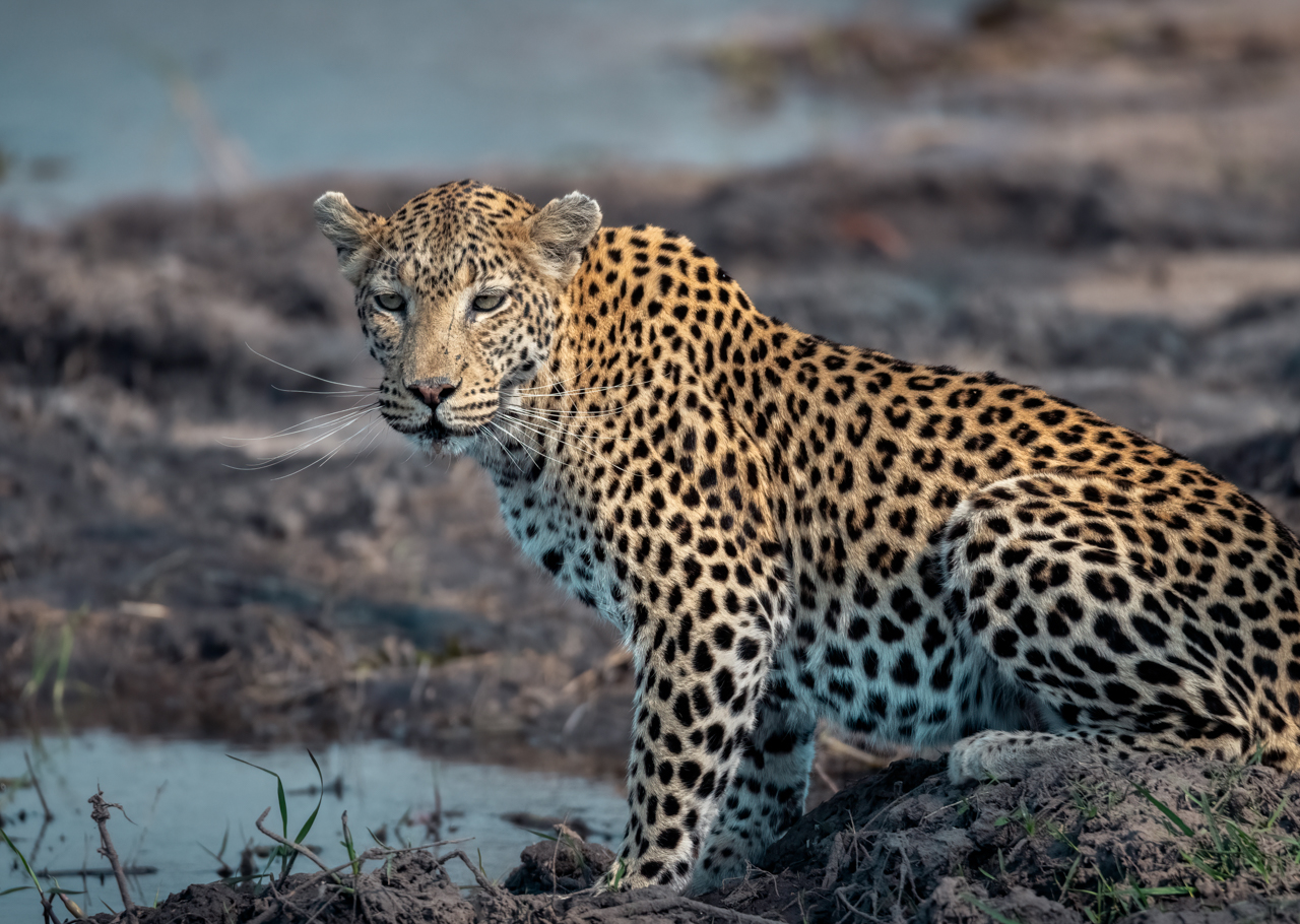 Botswana — Savute & Khwai