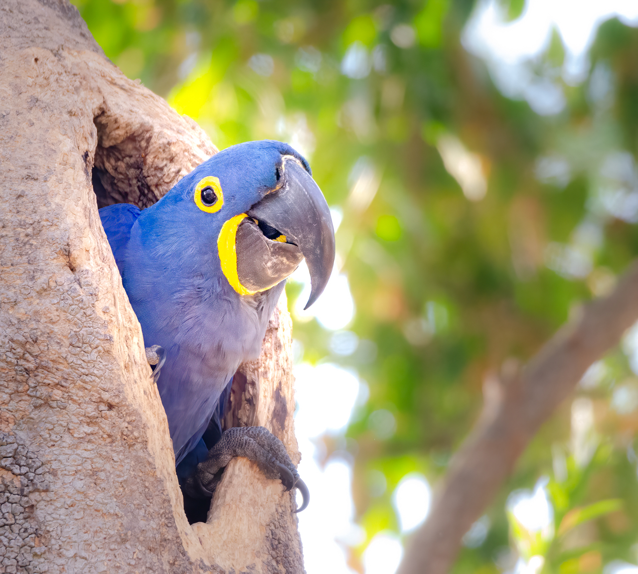 Hyacinth macaw — Pousada Piuval