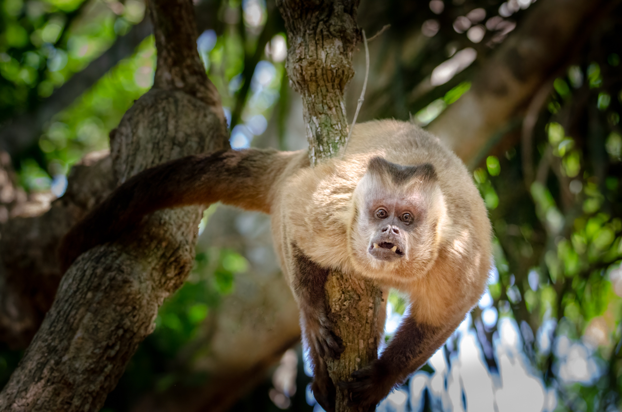Capuchin monkey — Piuval