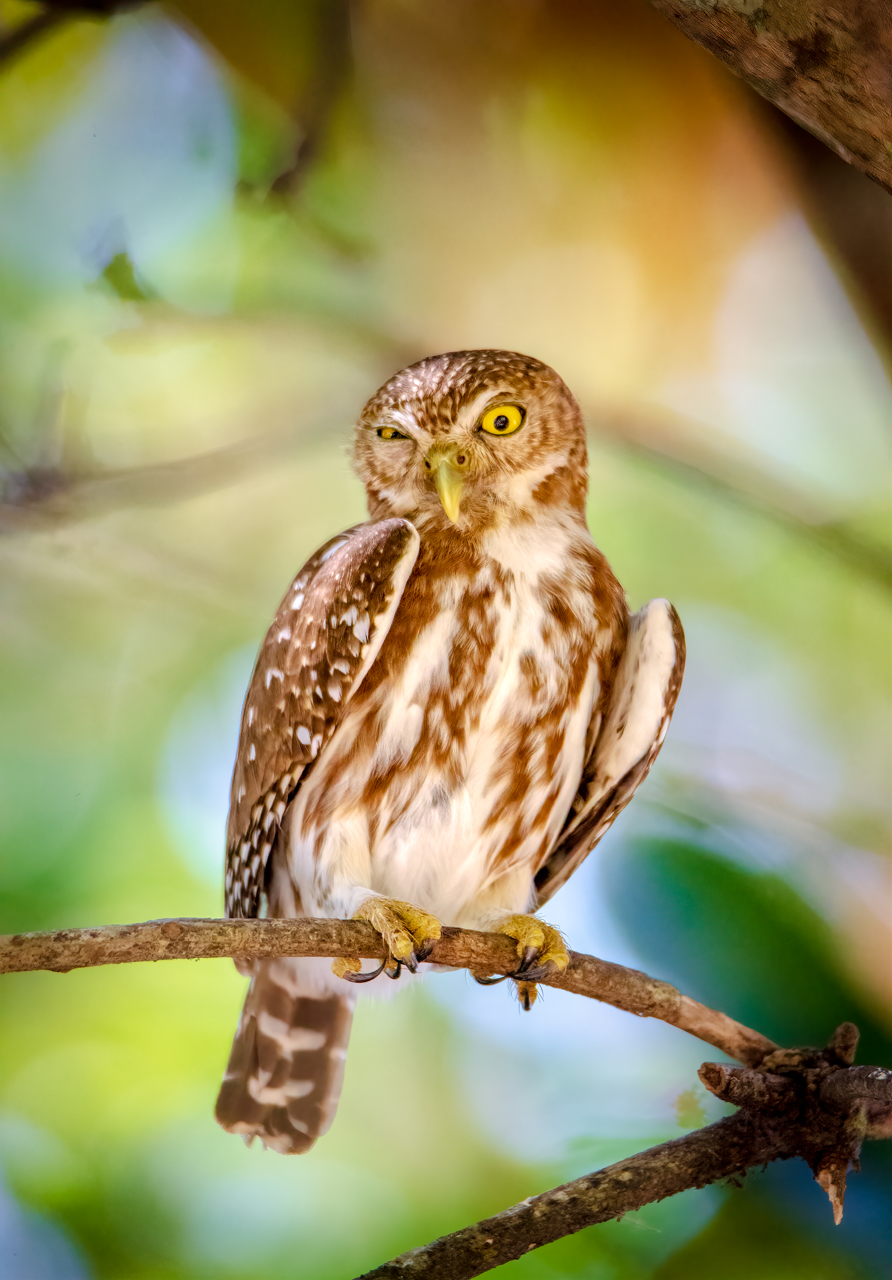Ferruginous pygmy-owl — Piuval