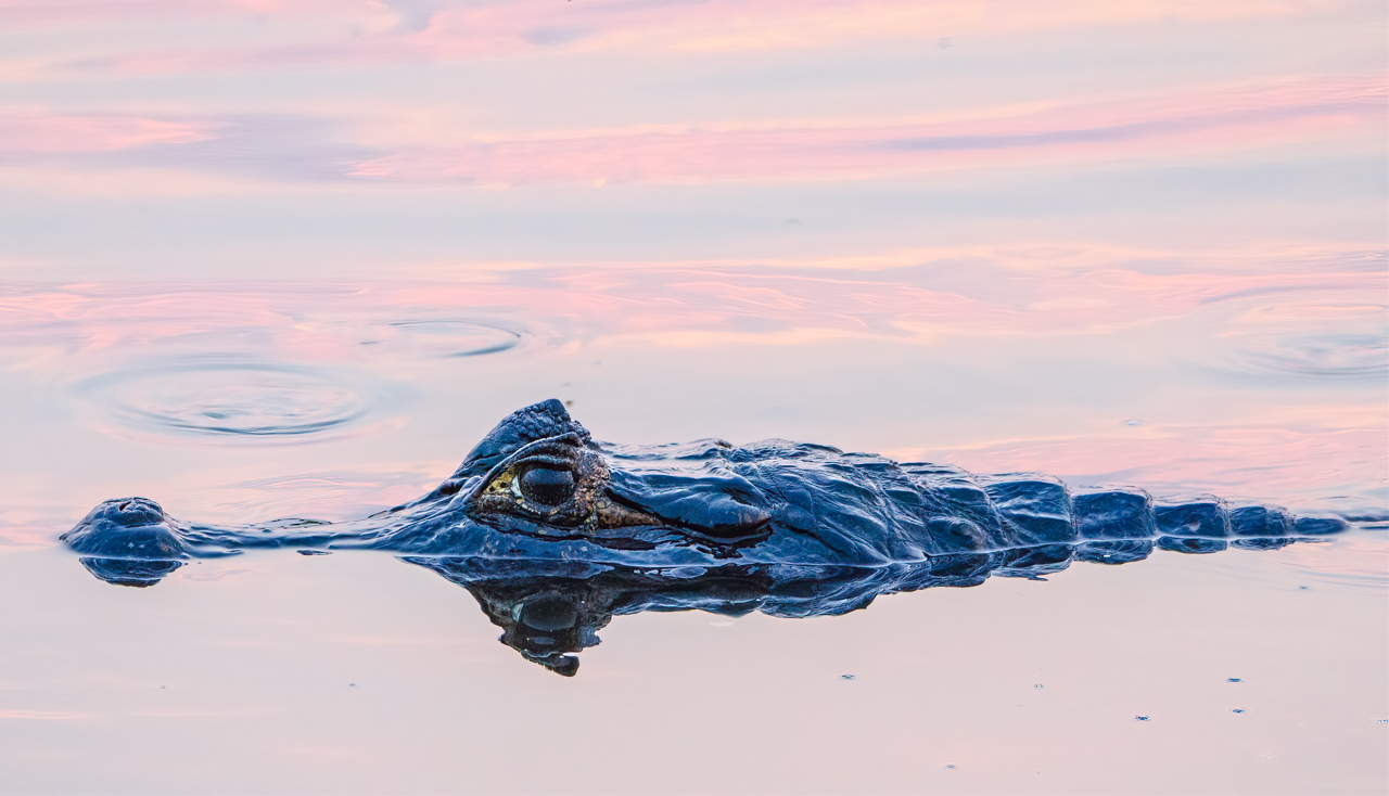 Caiman at sunset — Claro River