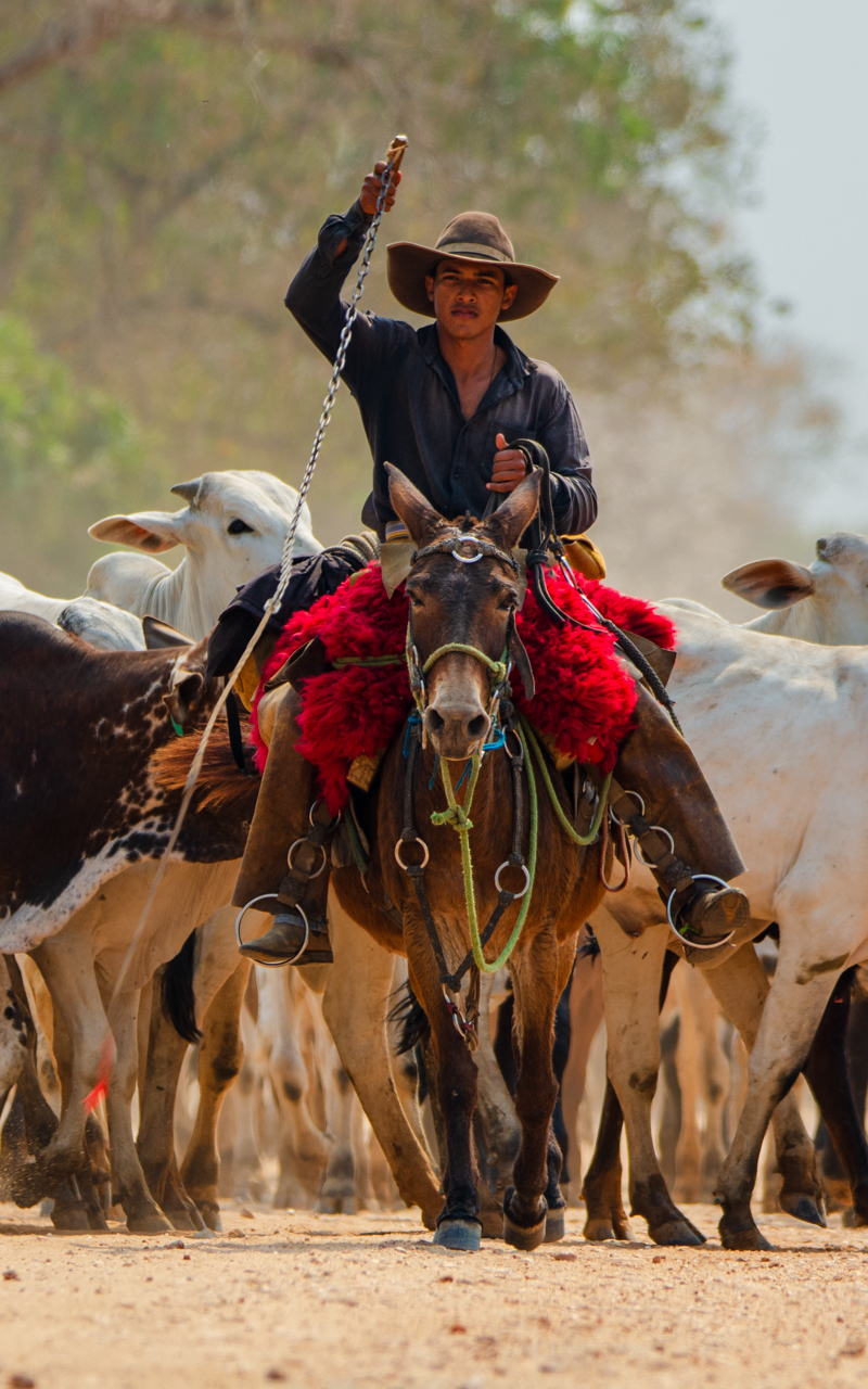 Pantaneiro cowboy