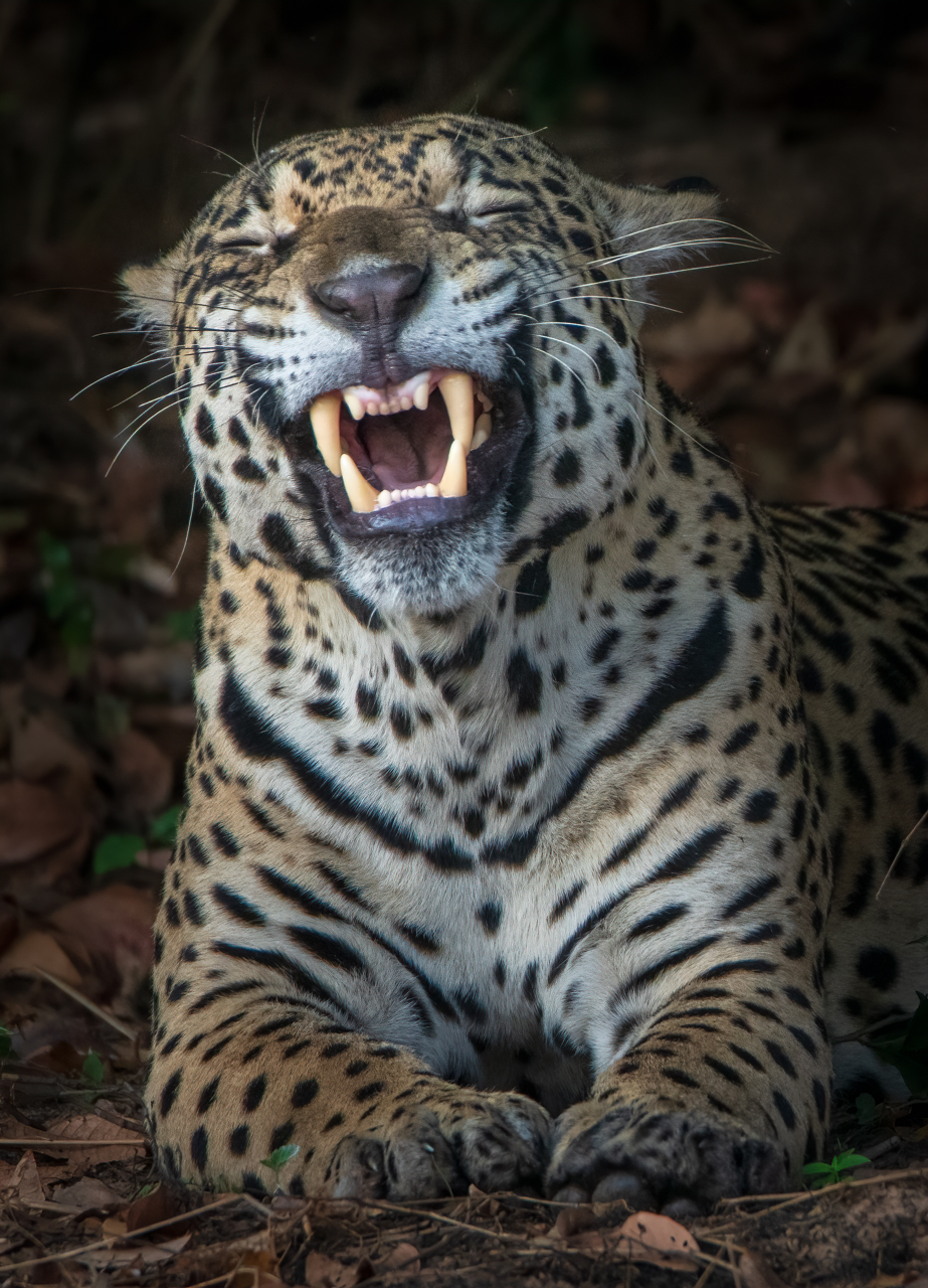 Brazil — Wildlife of the Pantanal