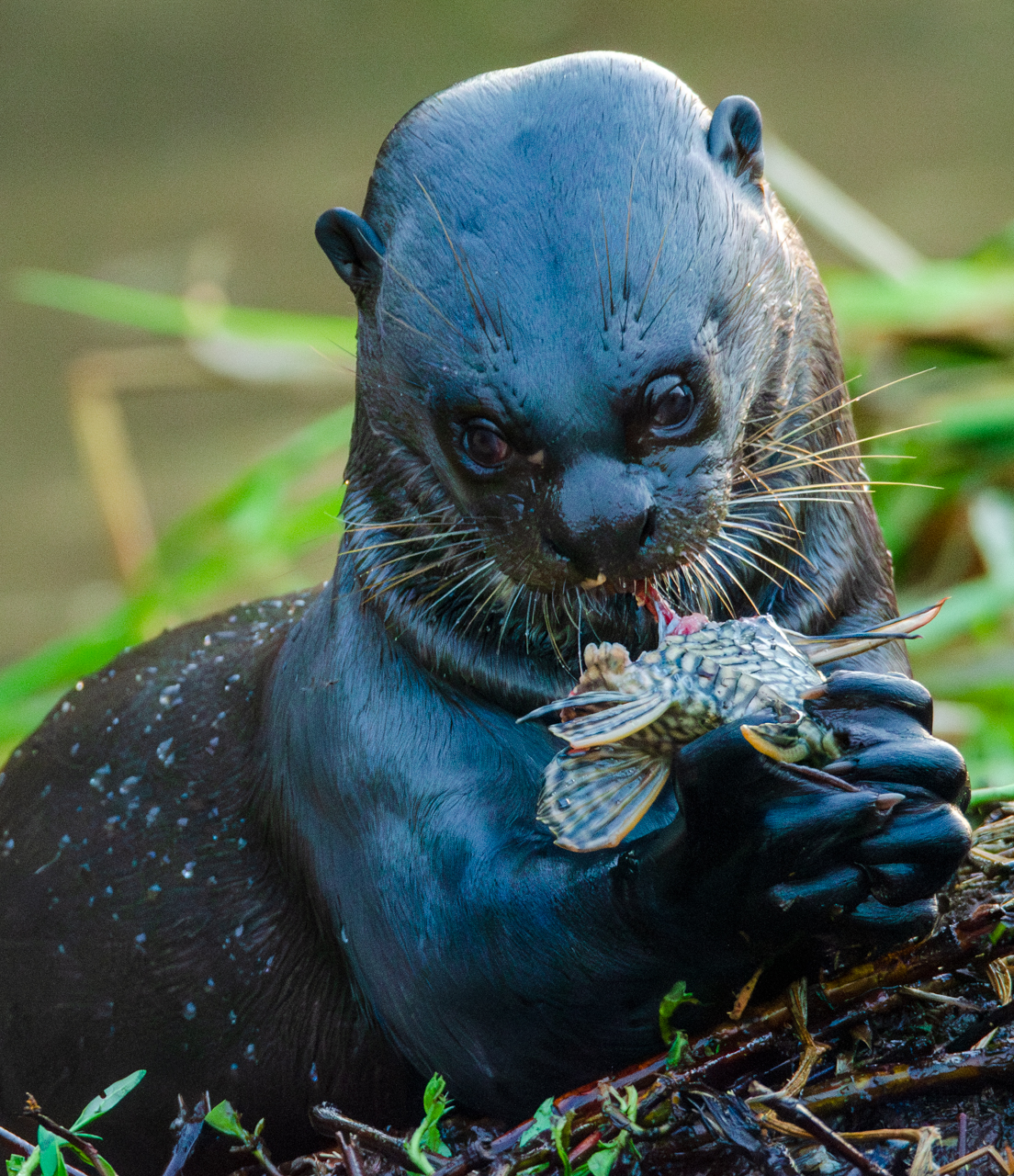 Giant river otter — the Pantanal