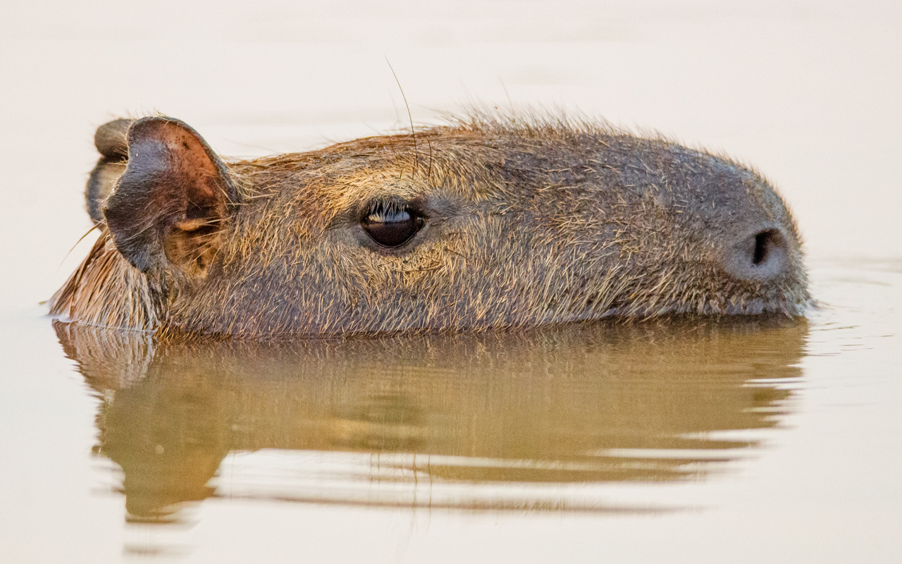 Capybara — the Pantanal