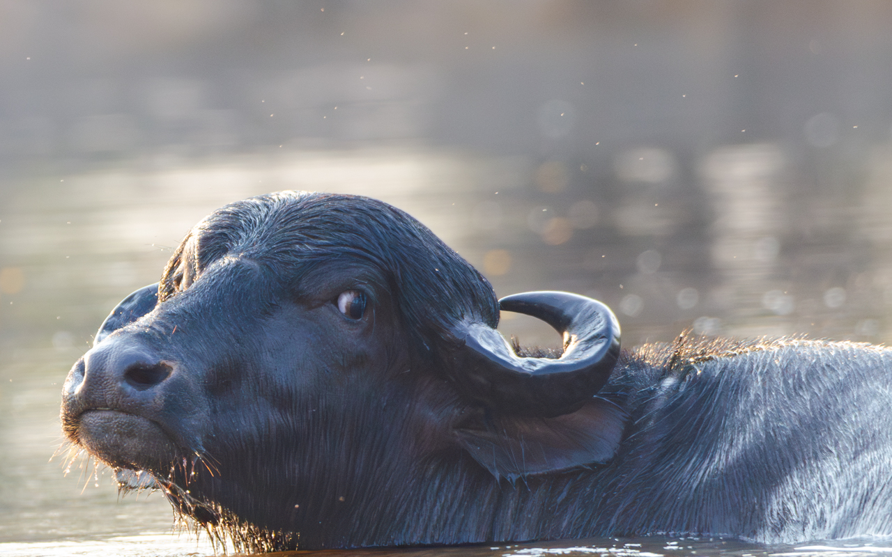 Water buffalo — the Pantanal