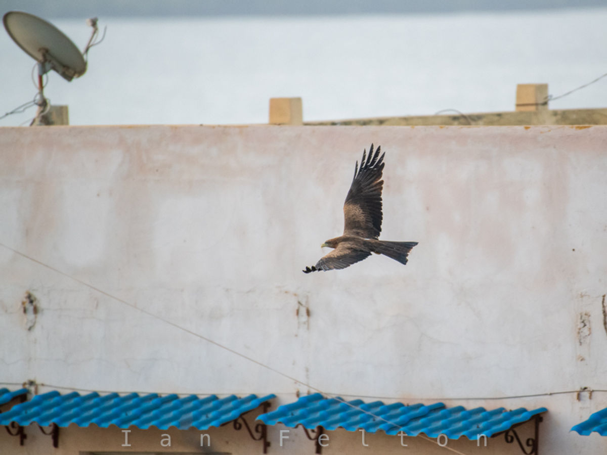 My morning friend, a black kite