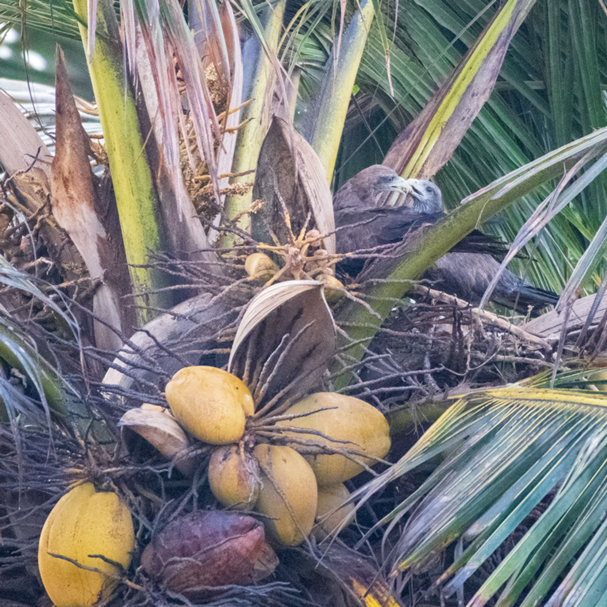 Nest building