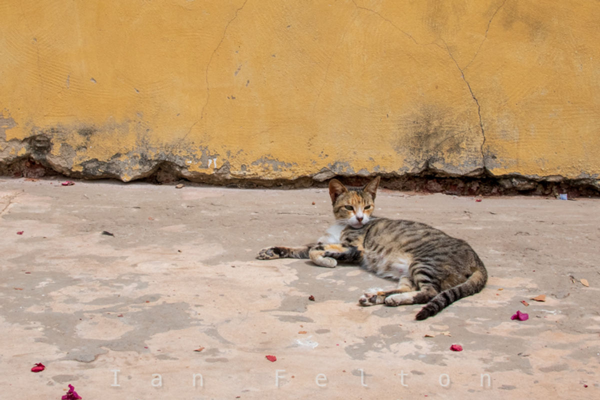 A cat relaxing in the school's courtyard