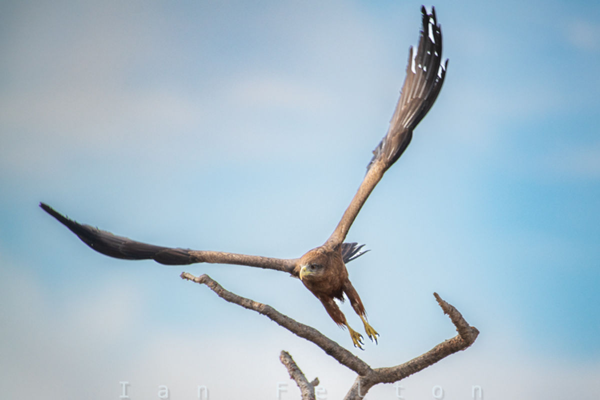 A black kite doing its morning routine