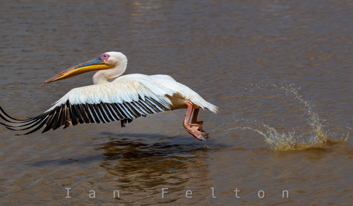 A pelican taking flight