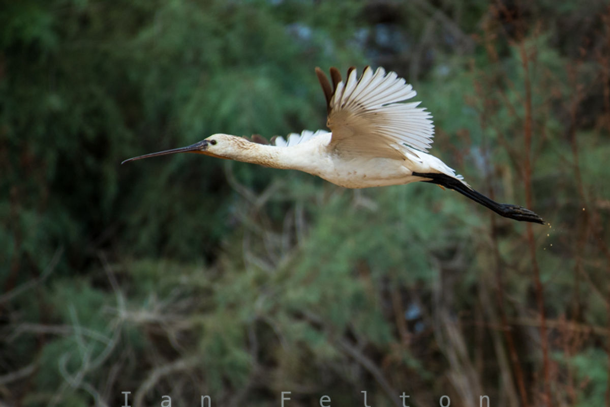 Spoonbill