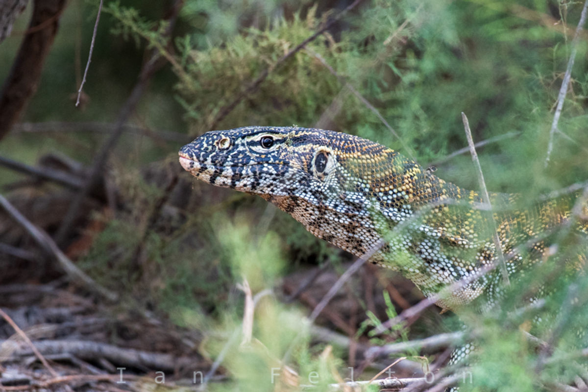Monitor lizard