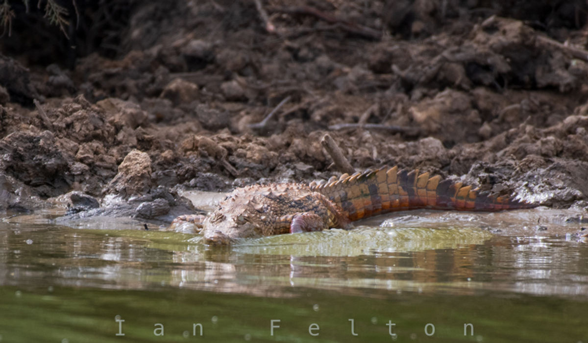Crocodile
