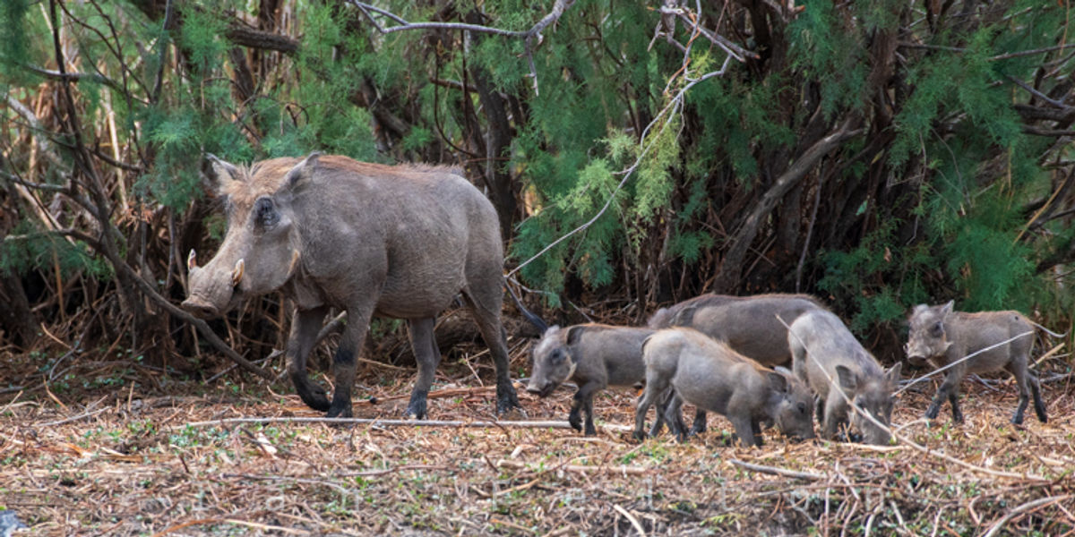 Family of bush pigs
