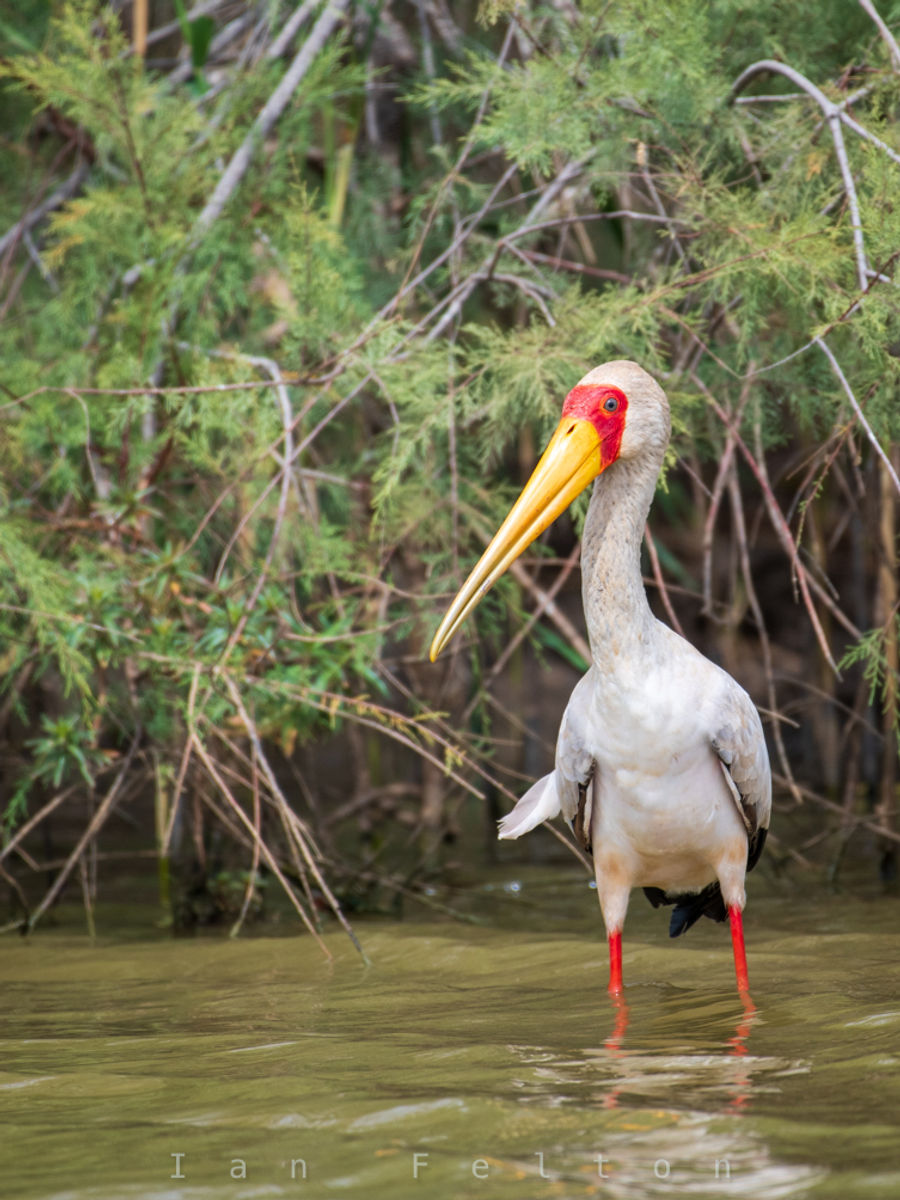 Yellow-billed Stork (Mycteria ibis)