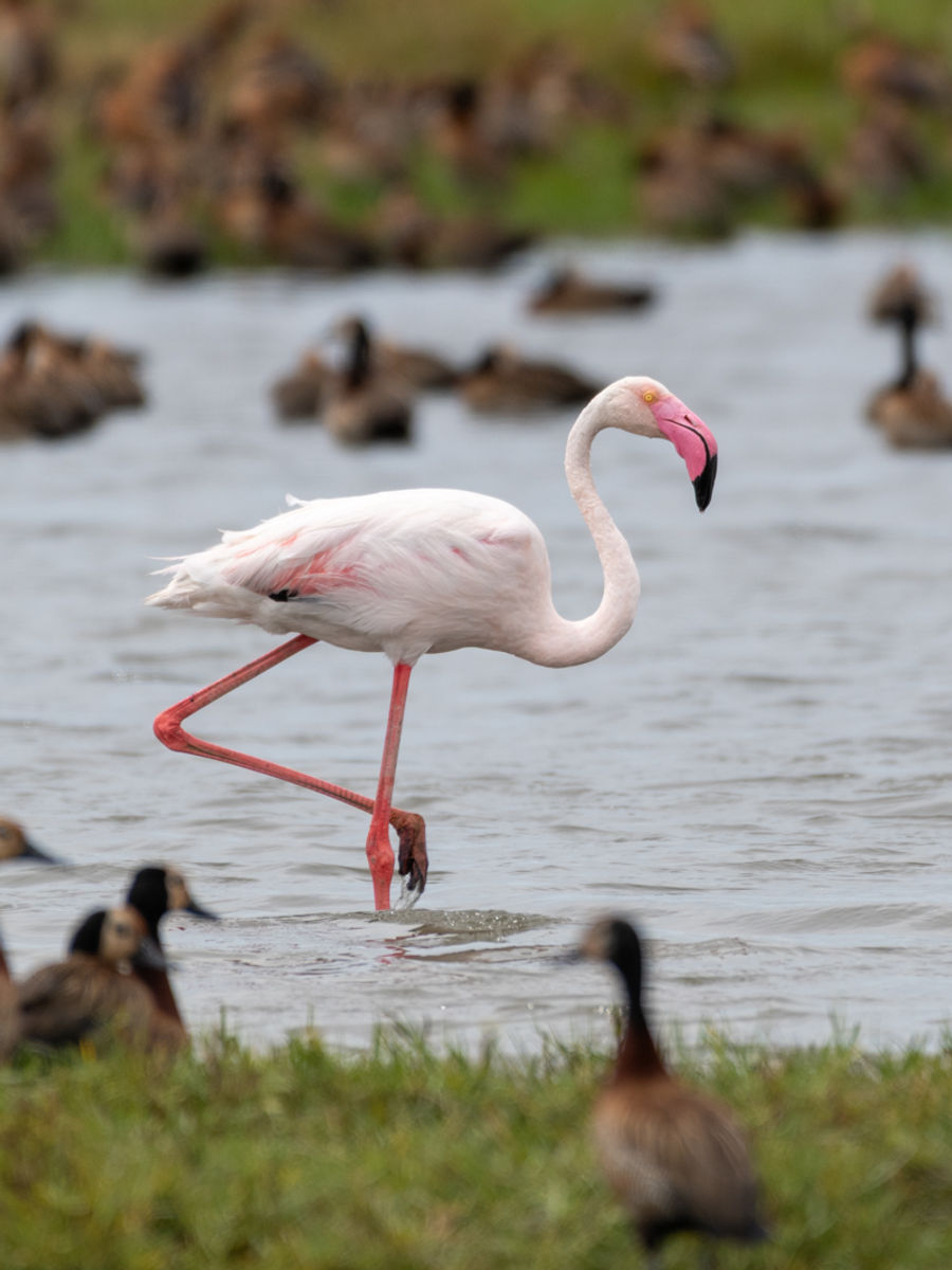 Flamingo