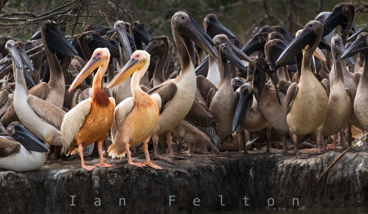The pelican colony