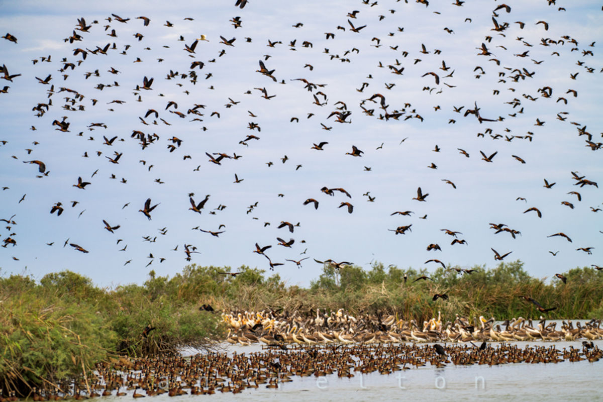 Thousands and thousands of birds at the sanctuary