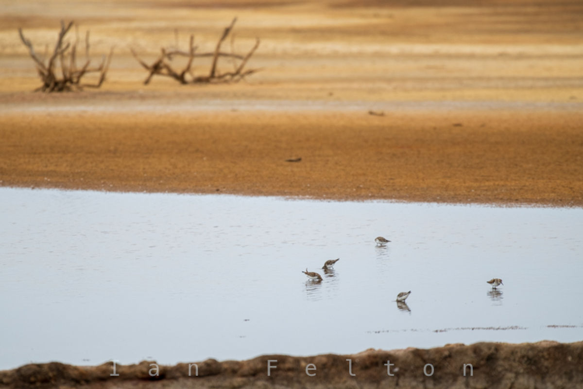 Sandpipers in the reflective water
