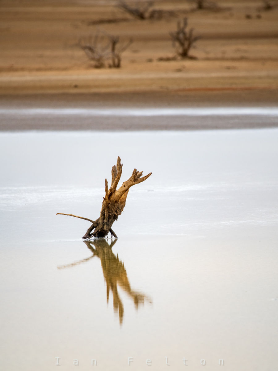 A tree reflected in the water against the dusky landscape