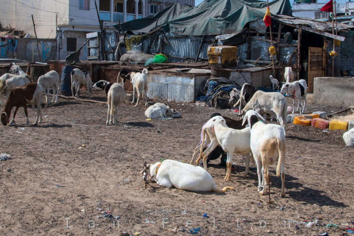 Goats are everywhere in Guet N'Dar