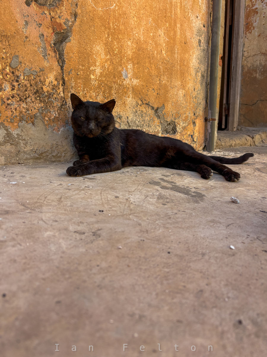 Cats thrive on the island
