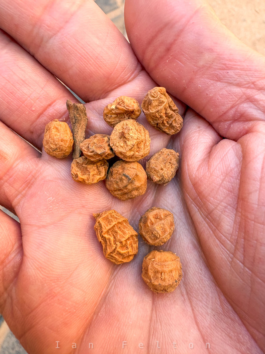 Tigernuts