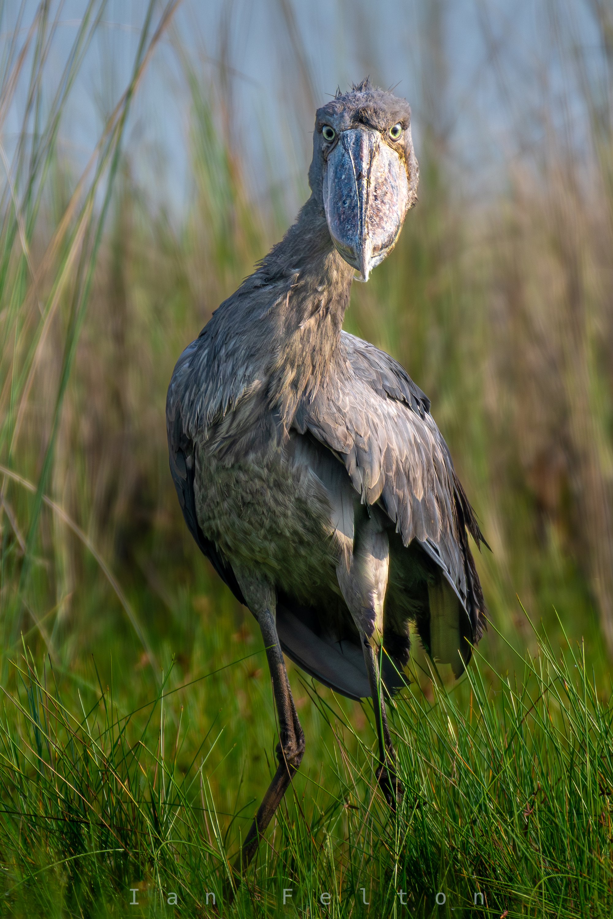 Shoebill in Mabamba Wetland