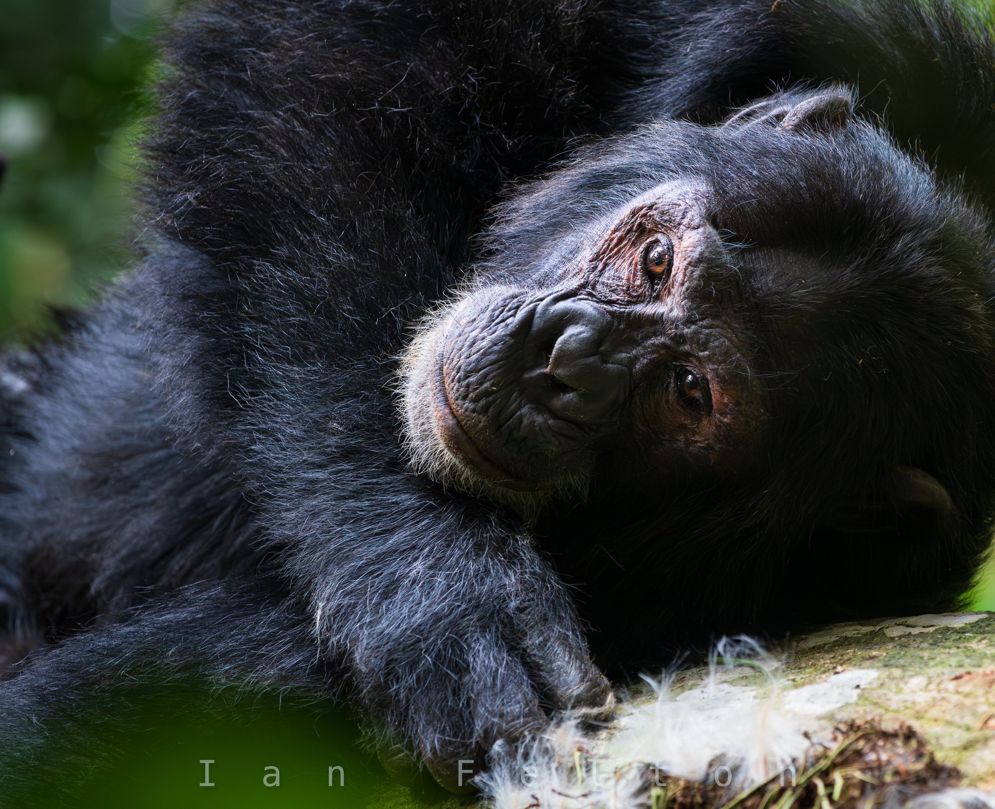 Chimpanzee resting in Kibale Forest